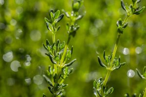 Từ xưa cỏ xạ hương đã là loài thảo dược mang lại nhiều giá trị